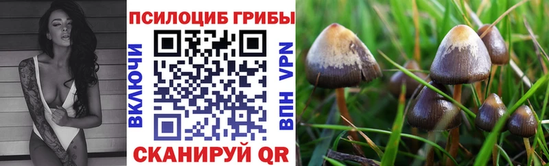 наркота mega зеркало Псилоцибиновые грибы Magic Shrooms Цимлянск